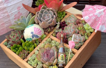 多肉植物set