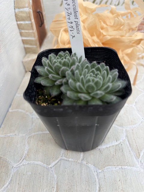 パシフィックグレース