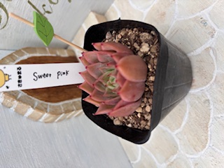 sweetpink
