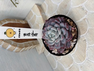 Werther