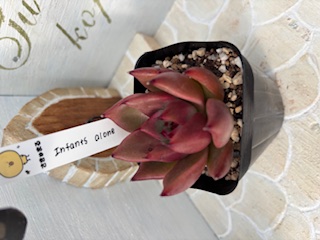 Infantsalone