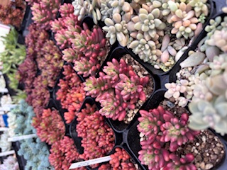 お任せセダム苗５点寄せ植えに！