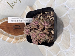 だるま姫秋麗✖️スプリングワンダー