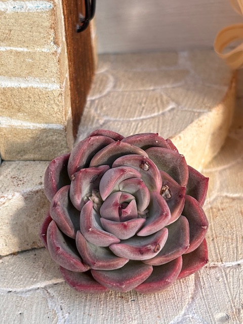 ピンクシフォン