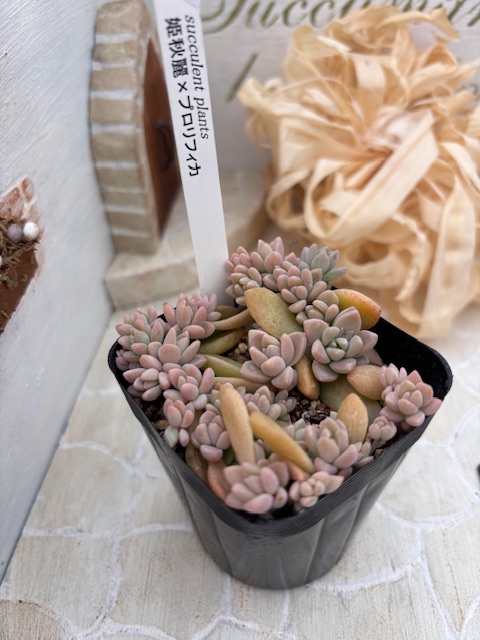 ヒメシュウレイ✖️プロリフィカ