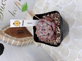 アリエル