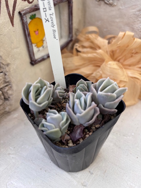 ラブリーローズ