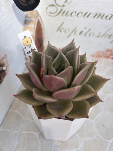 purplish