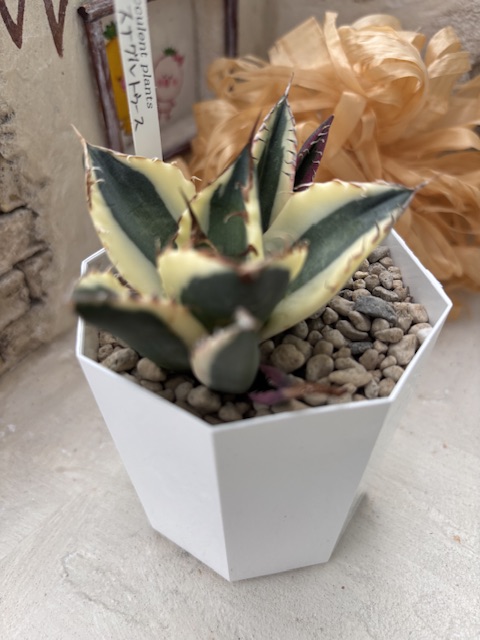 スナグルトゥース