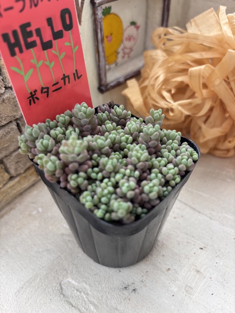 パープルヘイズ