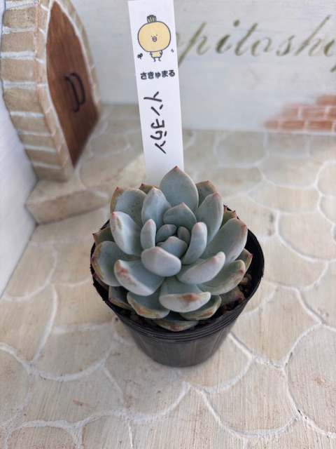 ソンヨウン