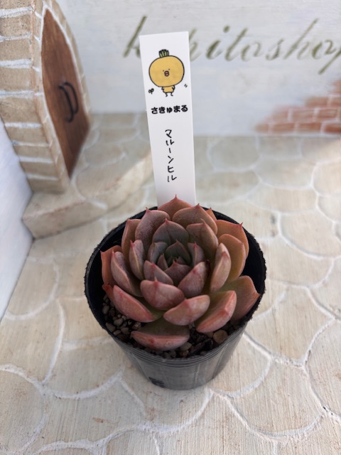マルーンヒル