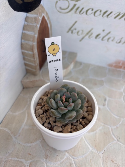 パールビーン
