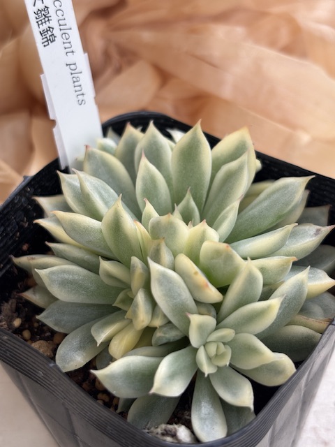 女雛錦