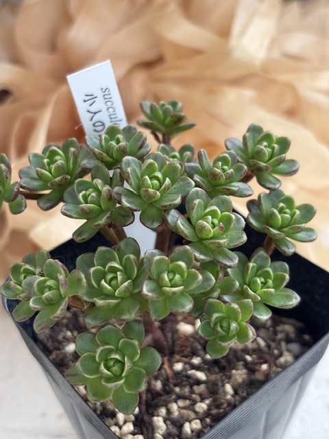 小人の花束