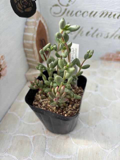 ピグミーのさなぎ