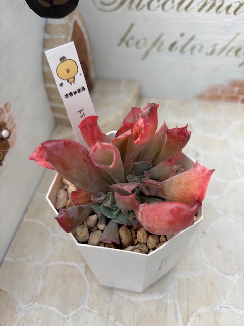 トランペットピンキー