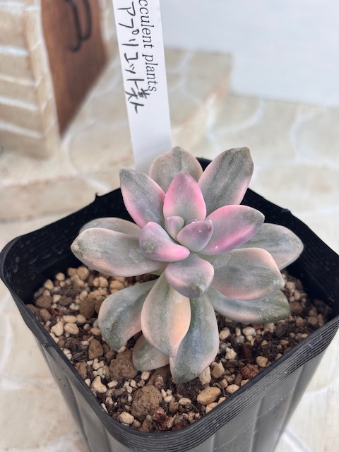 アプリコット美人