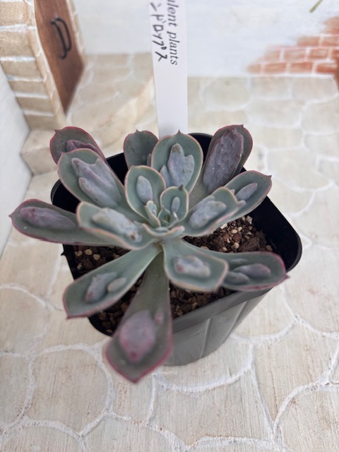 レインドロップス