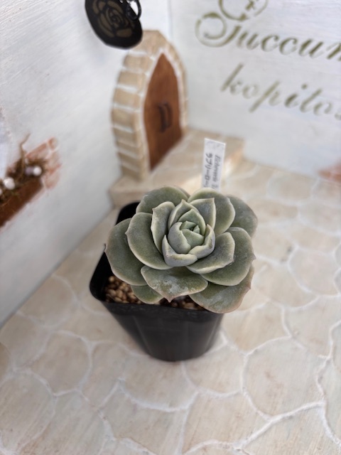 ラブリーローズ