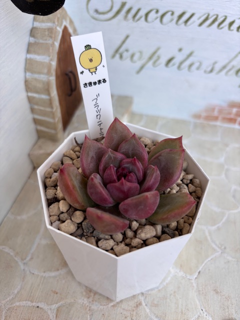 ブラックテトラ